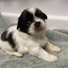Girl 5 - Tricolor female Shih Tzu puppy in Maxwell, California from Suzie Q Shitzu’s