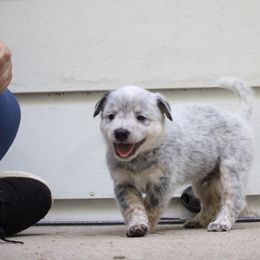 Han Solo - Blue mottled male Australian Cattle Dog puppy in Fairmont, West Virginia from Jedda ACDs