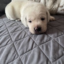 Pearl - Yellow female Labrador Retriever puppy in San Diego, California from Sammieslabpuppies