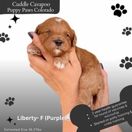 Lady Liberty - Red female Cavapoo puppy in Fort Lupton, Colorado from Puppy Paws Colorado