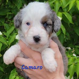 Camaro - Blue merle male Aussiedoodle puppy in Boonville, North Carolina from Branch Creek kennels