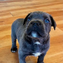 Rose - Gray female Cane Corso puppy in (30 Minutes North Of Memphis) In Burlison, Tennessee from River Bluff Cane Corsos
