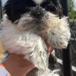 Black-White 1 - Black and white male Shih Tzu puppy in Stafford, Virginia from Smore's Shih Tzus