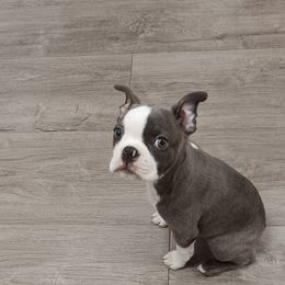 Boston Terrier Puppies from Karen Biscardi Kayros
