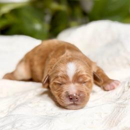 Shania - Red  female Goldendoodle puppy in Queen Creek, Arizona from Goldendoodle AZ