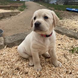 Labrador Retriever Puppies from Ducktown Retrievers