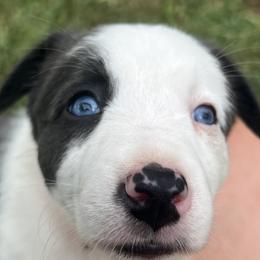 Border Collie Puppies from DreamOn Border Collies