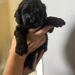 Athena - Black female Cockapoo puppy in Colorado Springs, Colorado from Garrett Doodles