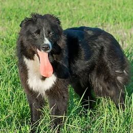 Reka - Border Collie