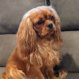 Bonnie - Cavalier King Charles Spaniel