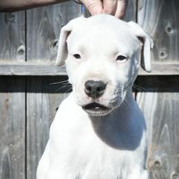 Simba - Dogo Argentino puppy from Debonair Dogos