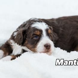 Mantis - female Australian Mountain Doodle puppy in Cortez, Colorado from Sassy Pants Pups