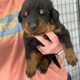 Orange - Harlequin male Beauceron puppy in Floyd’s Knobs, Indiana from Birdwing Beaucerons