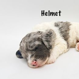 Helmet - Merle male Goldendoodle puppy in Milford, Pennsylvania from Doodles Are Golden