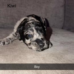 Kiwi - Merle male Goldendoodle puppy in Richmond, Texas from Harper’s Heartbeats