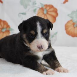 Fire - Black tri female Miniature Australian Shepherd puppy in Bauxite, Arkansas from J & B Mini Aussies