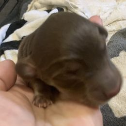 2 female - Chocolate and tan female Dachshund puppy in Bethany, Connecticut from Mardox Dachshunds