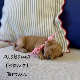 Alabama - Red  male Goldendoodle puppy in Springville, Utah from JW Doodles