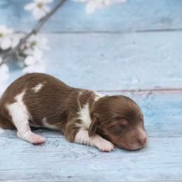 SHINE - AKC Registered - Chocolate and tan female Dachshund puppy in Graceville, Florida from Misty's 101 Doxies