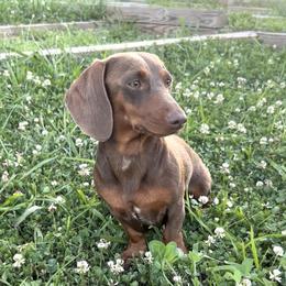 Coco - Dachshund