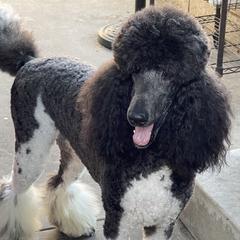 Pepper - Poodle