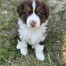 Australian Shepherd Puppies from SoCo Aussies