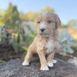 Blaze - Apricot male Goldendoodle puppy in Twin Falls, Idaho from Magic Valley Family Doodles