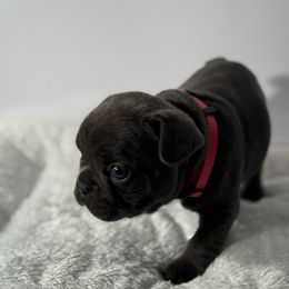 French Bulldog Puppies from Puget Sound Frenchies
