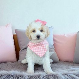 Snow White - Cream female Maltipoo puppy in St. George, Utah from Winchester Hills Poodles and Doodles