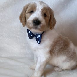 Colton - Goldendoodle puppy in Chesnee, South Carolina from Pampered Paws Unlimited