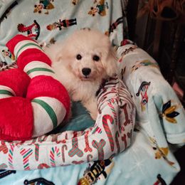 Blackie - White and buff male Bichon Frise puppy in Chatham, Illinois from Bichon Frise Partnership