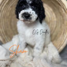 Sham AKA Shamrock - Parti male Goldendoodle puppy in Cleveland, Georgia from The O.G. Doodles