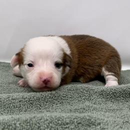 Frost - Red male Pembroke Welsh Corgi puppy in Waco, Texas from The Comma Corgis