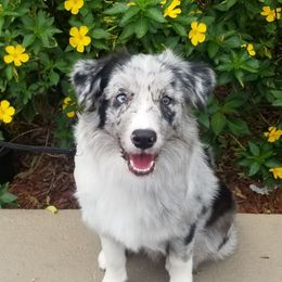 Twinkles - Border Collie