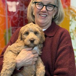 Lucky Country Briscoe - Caramel male Australian Labradoodle puppy in Wake Forest, North Carolina from Lucky Country Labradoodles