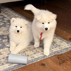 Samoyed Puppies from Frostbourn Samoyeds