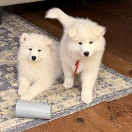 Samoyed Puppies from Frostbourn Samoyeds