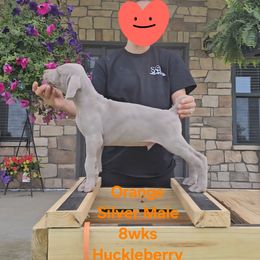 Boy 2 - Silver gray male Weimaraner puppy in Indiana from So-IN Weimaraner's