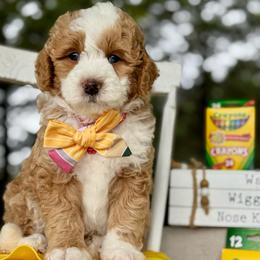 Red - Red male Bernedoodle puppy in Hesperia, Michigan from Red Acres Poodles & Doodles