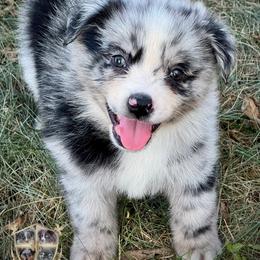 Yoshi - Blue merle male Australian Shepherd puppy in El Dorado Springs, Missouri from HP Aussie Kennels