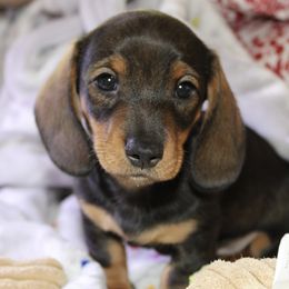 Dachshunds from Nicole's Dachshunds