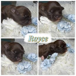 Royce - Liver male Shih Tzu puppy in Colorado Springs, Colorado from Shih Tzu’s  ‘N’ Love