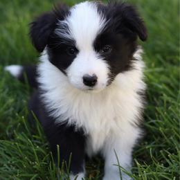Vandal - Black and white female Border Collie puppy in Kalispell, Montana from North Fork Border Collies