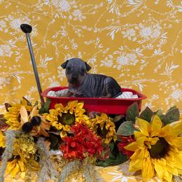 Dutch - Black and tan female American Hairless Terrier puppy in Westland, Michigan from Lazuli Great Danes & Bare Necessities American Hairless Terriers