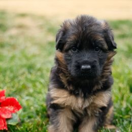Clementine (Clemmie) - Black and red female German Shepherd puppy in Apex, North Carolina from Milestone GSDs