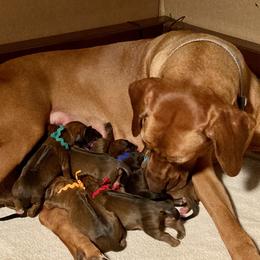 Rhodesian Ridgebacks from Keefer Ridge Rhodesian Ridgebacks