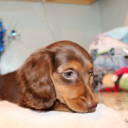 Dachshund Puppies from Kingpin Doxies
