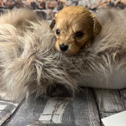 Mini Munchkin - Apricot male Goldendoodle puppy in Corona, California from SoCalFamilyFrenchies, Doodles and more