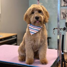 Goldendoodle All Grown Up from The Puppy Nest