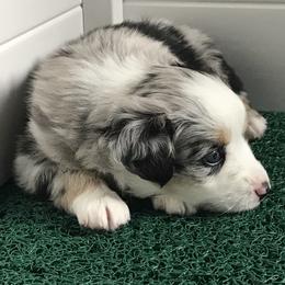 Miniature Australian Shepherd Puppies from Blue Skye's Miniature Australian Shepherds